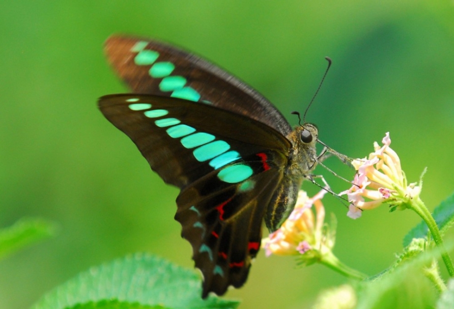 Великолепные бабочки-парусники отличаются великолепным зрением
