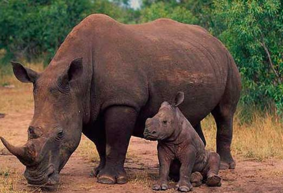 В Африке поставлен печальный рекорд - более 1300 носорогов за год убиты охотниками за рогами