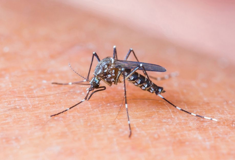 WHO gibt eine Reisewarnung für Schwangere in Zika-Gebiete heraus