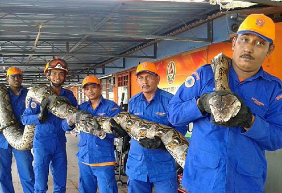 Malayziyada 8 metr uzunluğu olan piton “saxlanılıb” VİDEO