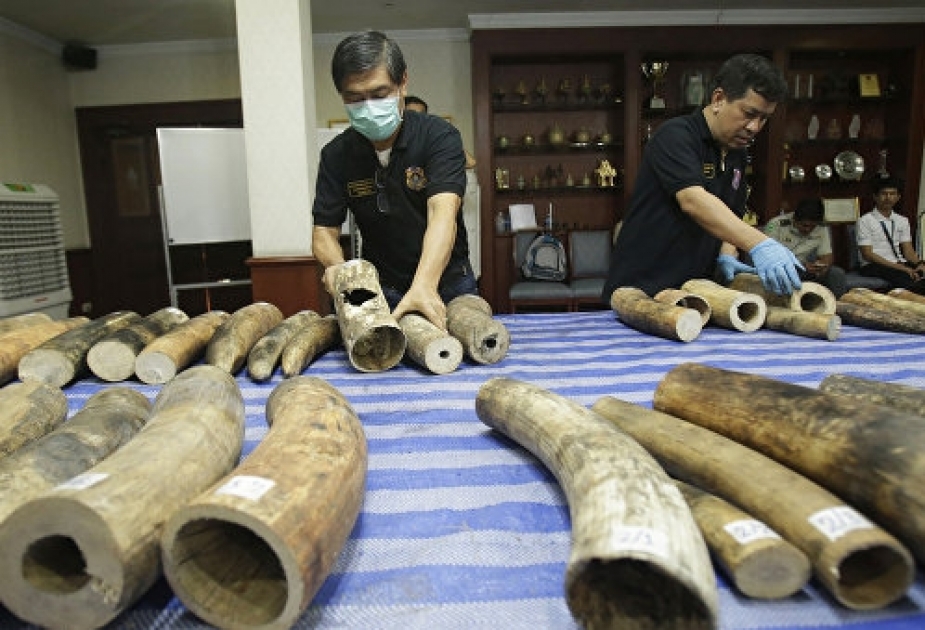Crush and burn: Malaysia destroys huge ivory trove