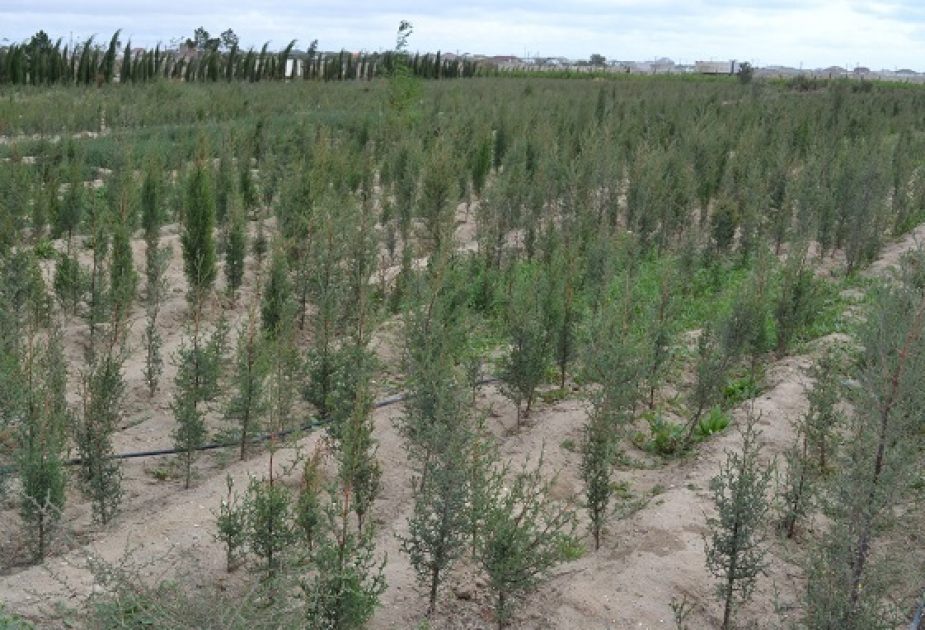 Yevlaxın Kürboyu ərazilərində 48 hektar sahədə yeni meşə zolağı salınıb