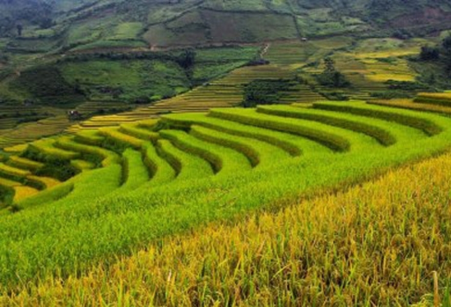 В Китае найдено древнейшее в мире рисовое поле