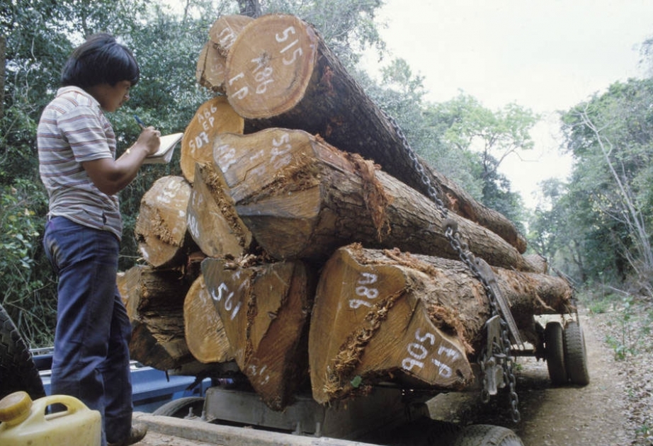Европейский Союз и ФАО объединили усилия в борьбе с незаконной торговлей древесиной