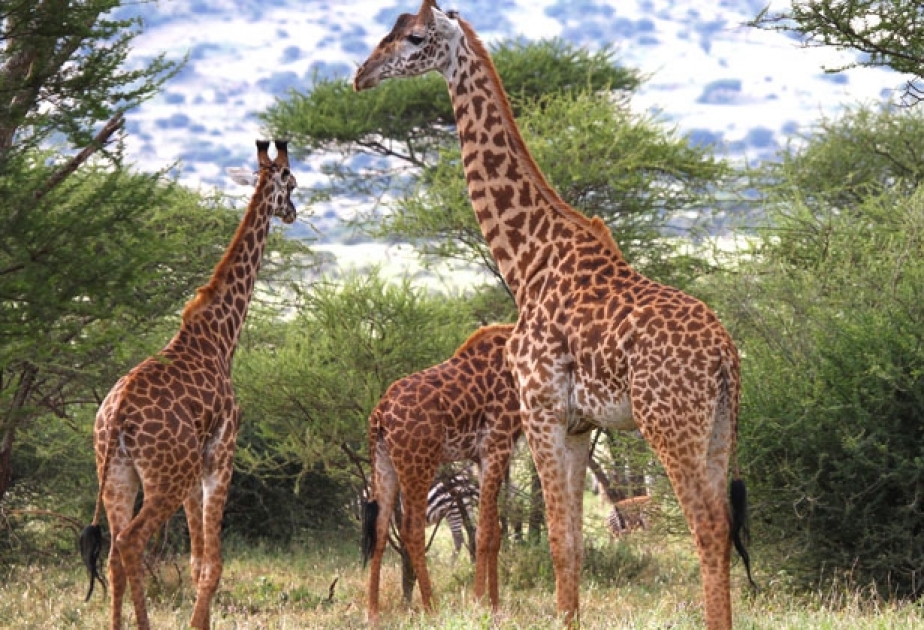 Giraffen: Gene für den langen Hals