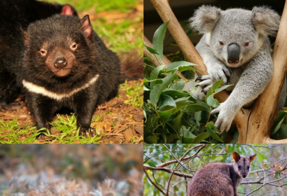 Problem der Bevorzugung attraktiver Tiere besteht längst nicht nur in Australien, sondern weltweit