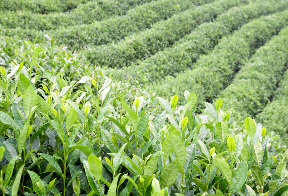 Masallıda ən yeni texnologiyaya əsaslanan çay plantasiyası salınır