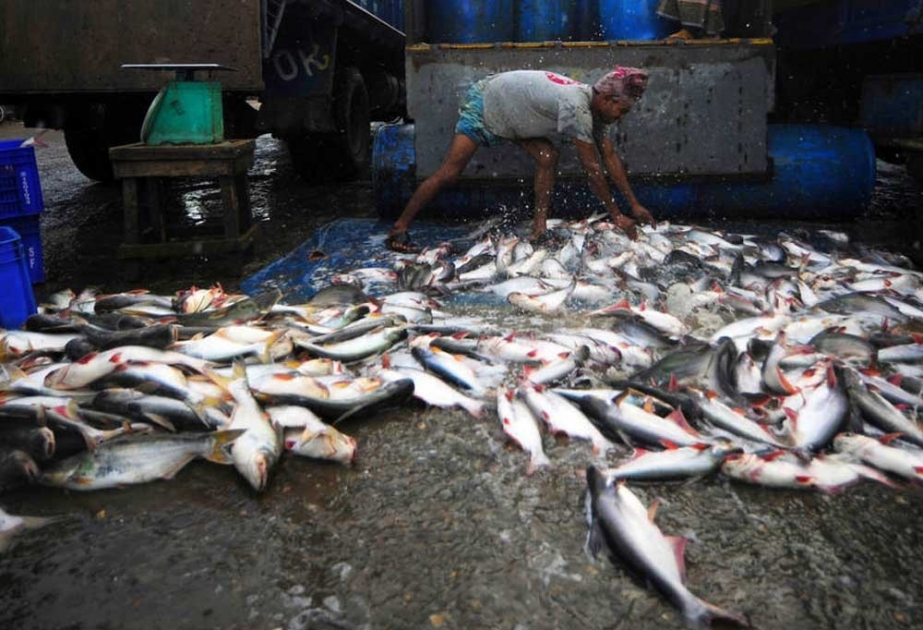 Вступило в силу первое в мире соглашение по борьбе с незаконным рыбным промыслом