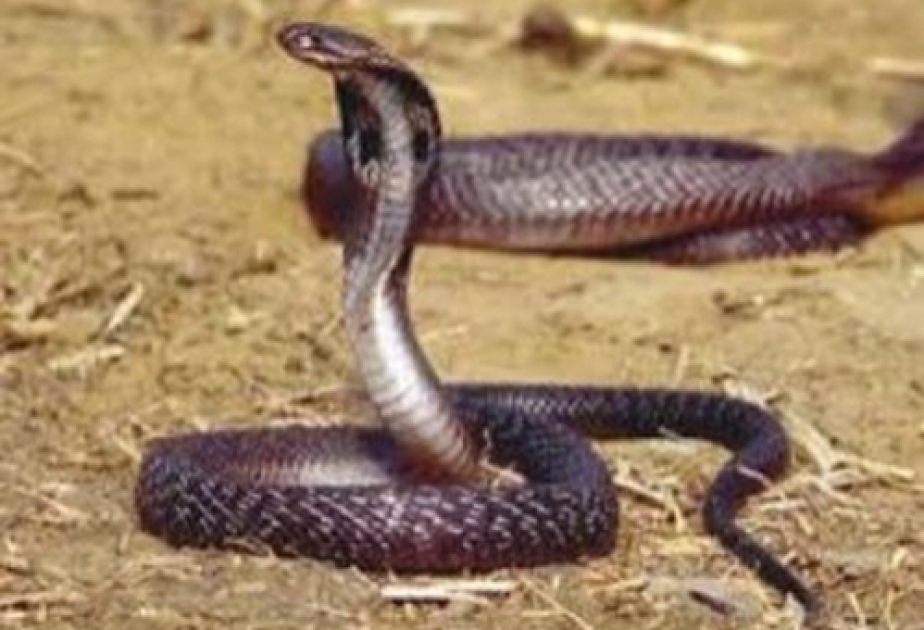 За последние два месяца летальных случаев от укусов змей зафиксировано не было