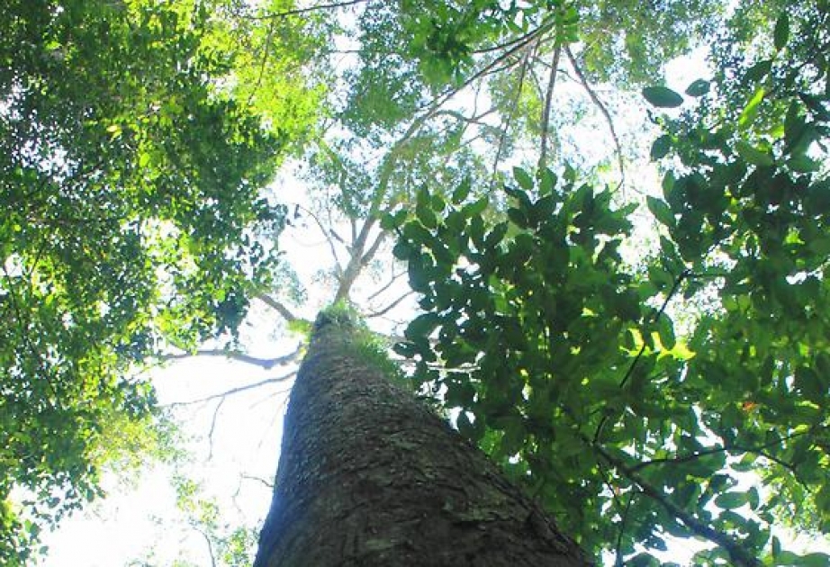 Im Regenwald von Malaysia gigantischer Tropenbaum entdeckt