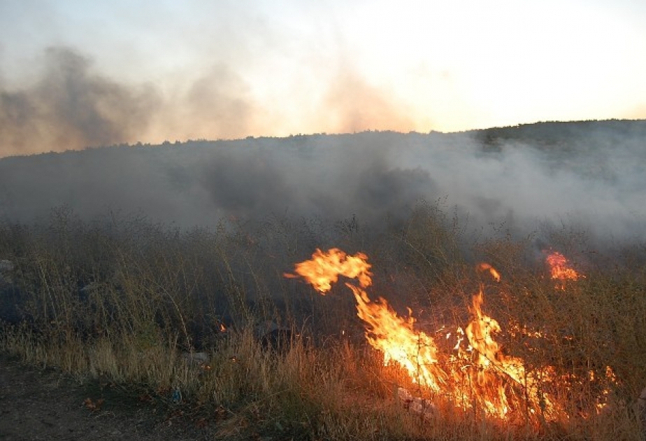Потушен пожар, произошедший в лесничестве Гёйтепе