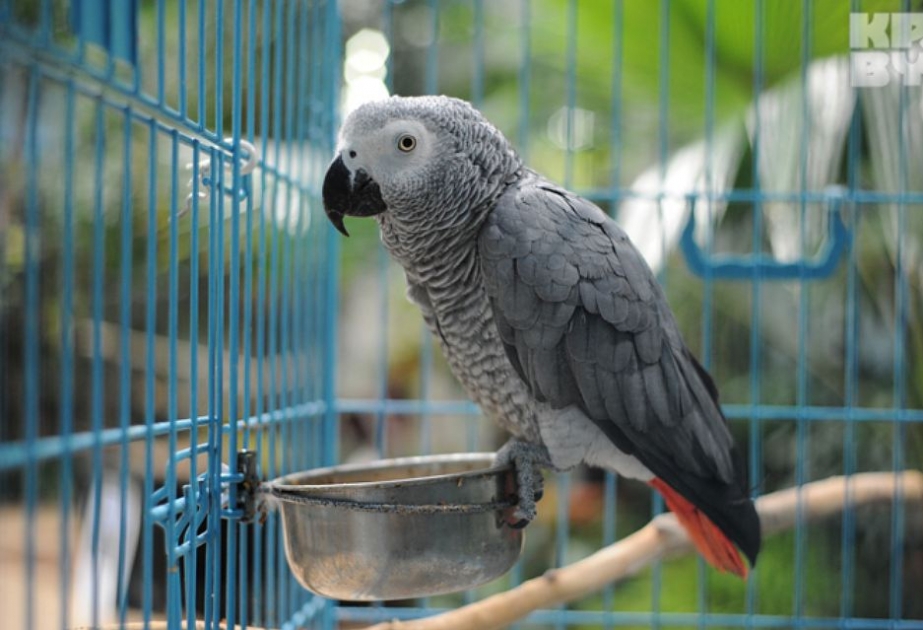 Papagei soll als Mord-Zeuge vor Gericht