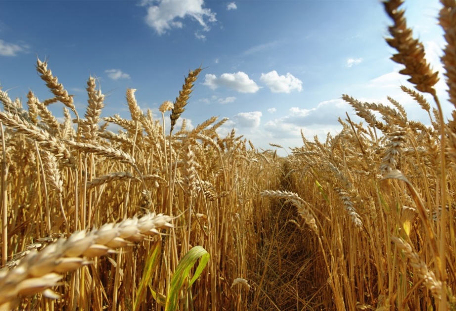 توقع استكمال حصاد الحبوب في قوصار