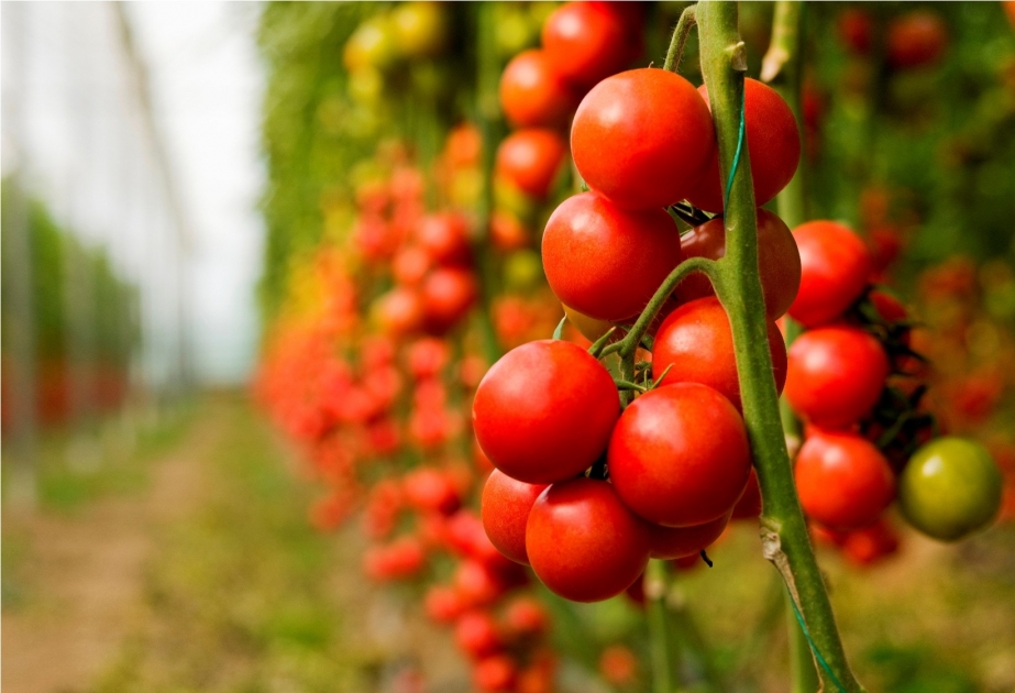 İstifadəyə yararsız 500 kiloqram pomidor bitkisi dövriyyədən çıxarılıb