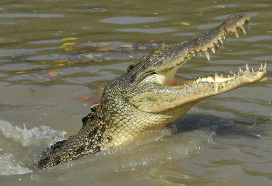 Krokodil-Angriff in Indonesien
