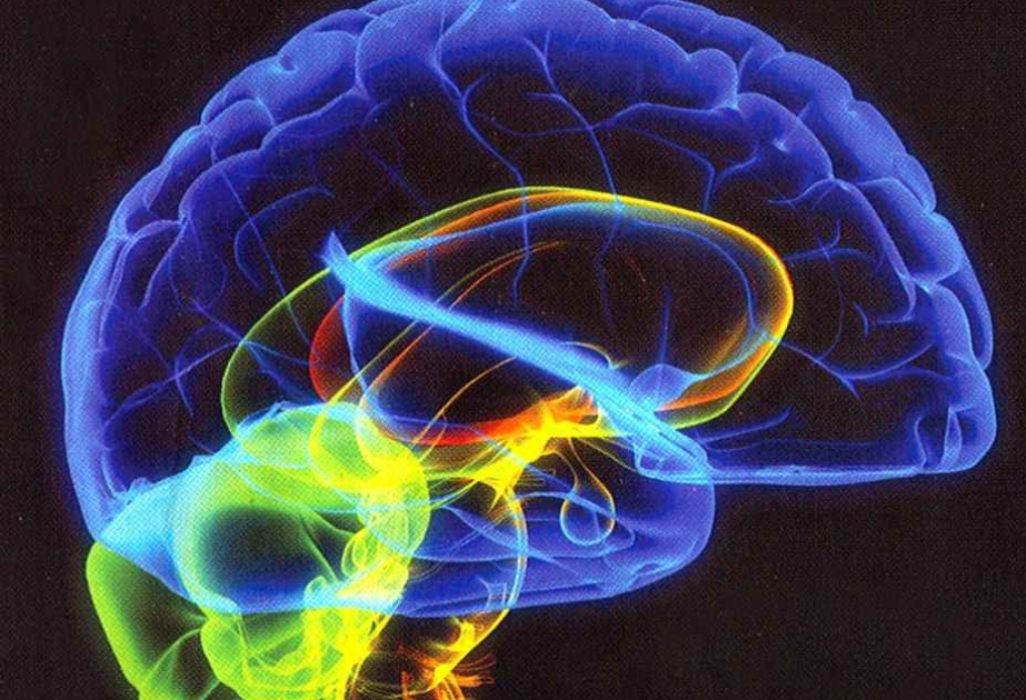 Ученые открыли новые неизученные зоны головного мозга