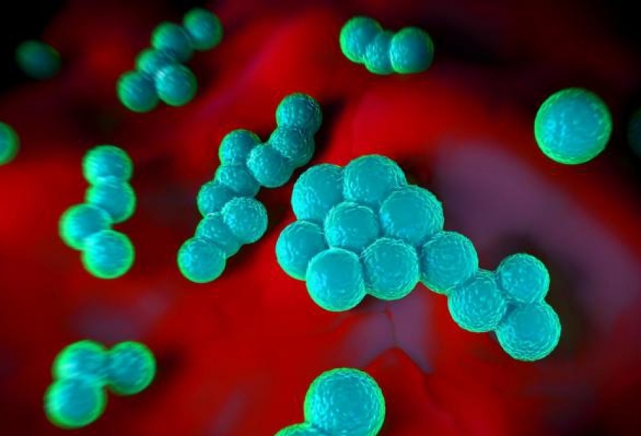 В носу найдены бактерии, способные бороться со стафилококком