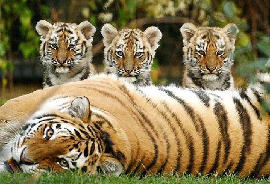 Сегодня Международный день тигра