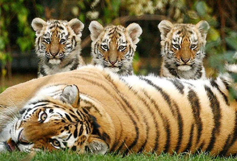 29 July - International Tiger Day