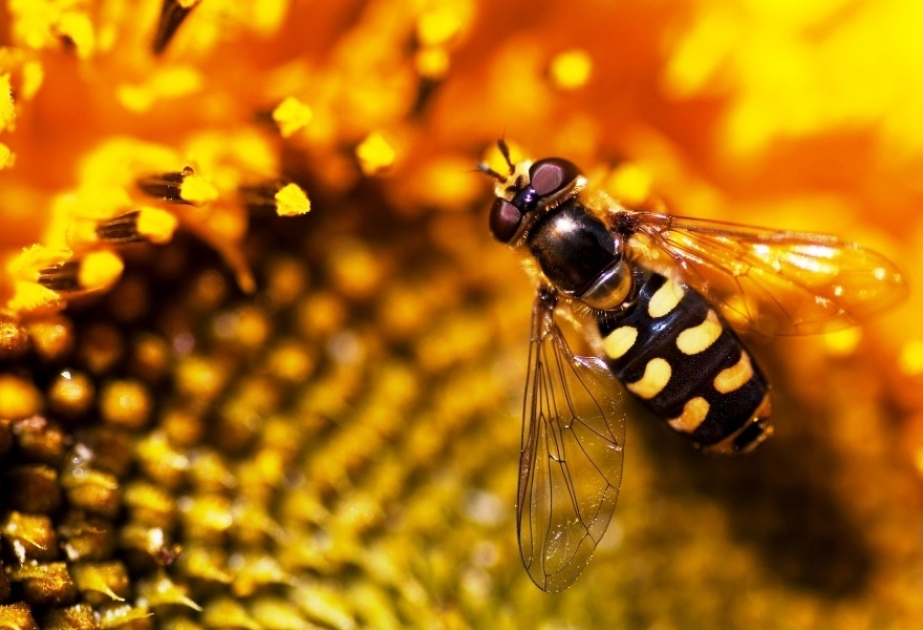 Arıçılıq Mərkəzində süni yolla mayalandırılan ana arıların satışı təşkil olunacaq