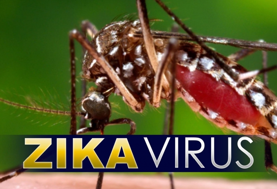 عدد مصابي فيروس زيكا يتجاوز عن 1250 شخص في المكسيك