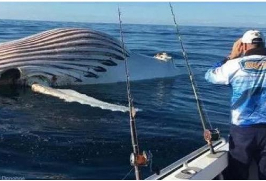 Australien: Fischer entdeckt im Ozean etwas Seltsames