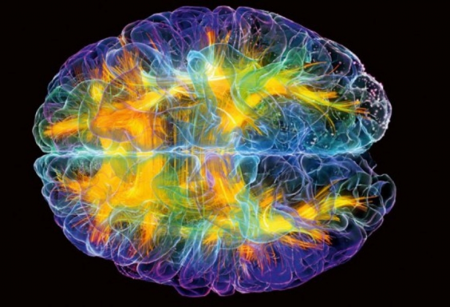 İnsan beynində “intuisiya mərkəzi” aşkarlanıb
