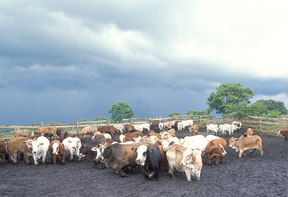 Ядерные технологии помогут в борьбе с распространением коровьего дерматита в Европе