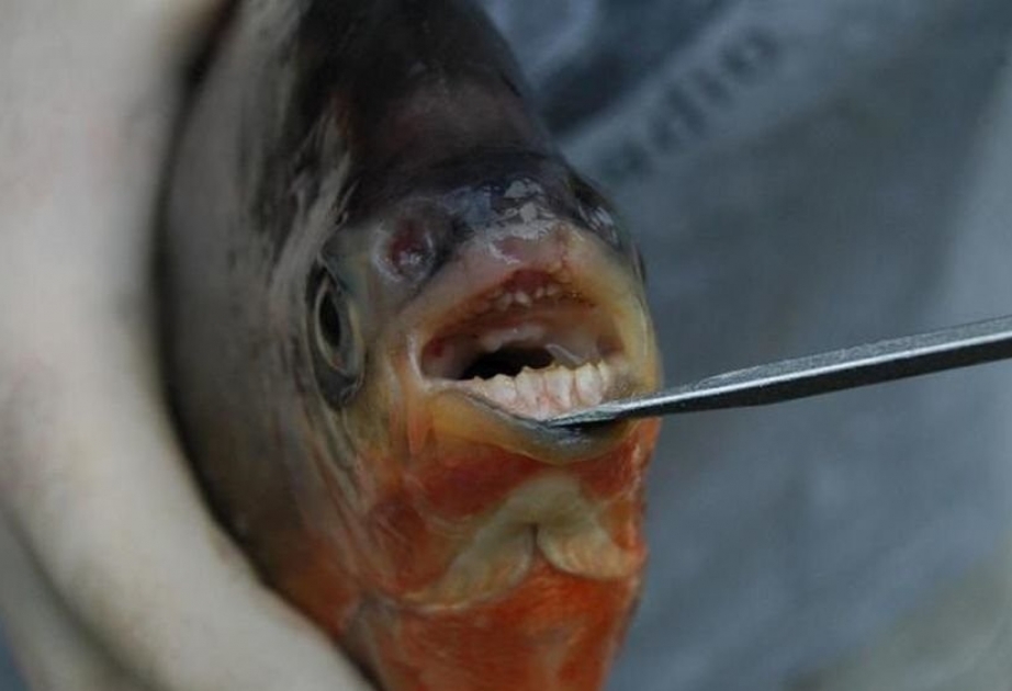 В США поймали рыбу с «человеческими» зубами