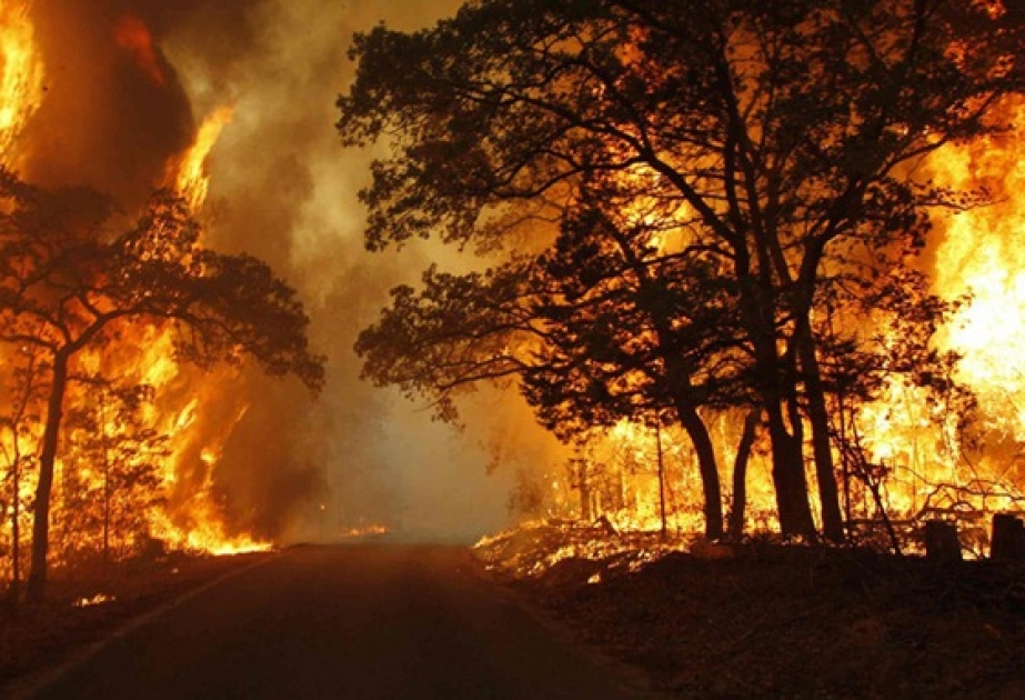 Разработки ученых помогут прогнозировать лесные пожары