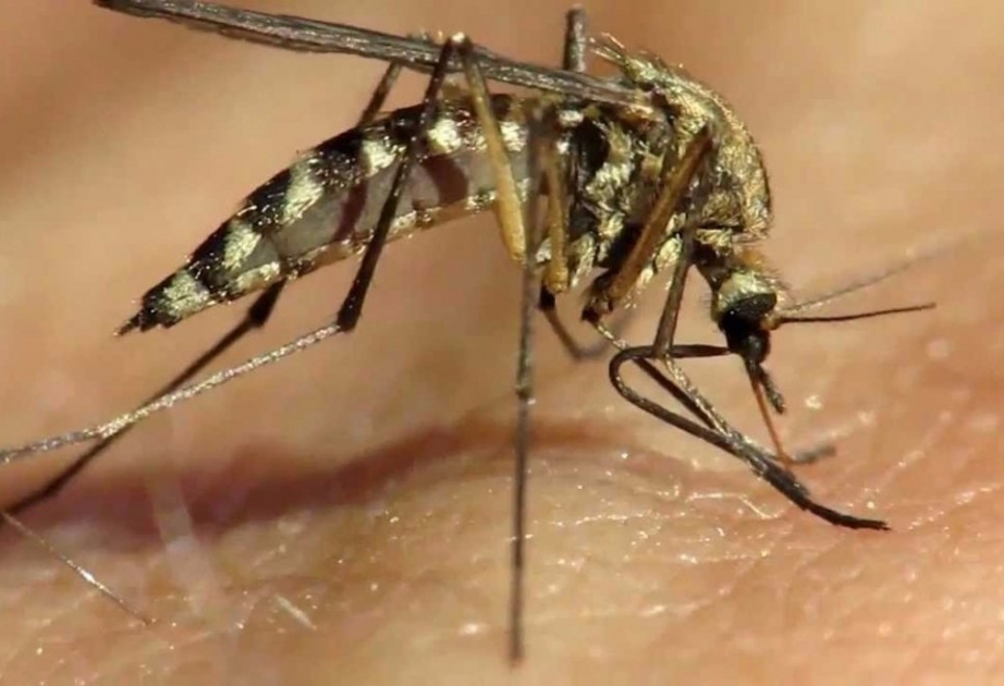 Комары сознательно выбирают жертв