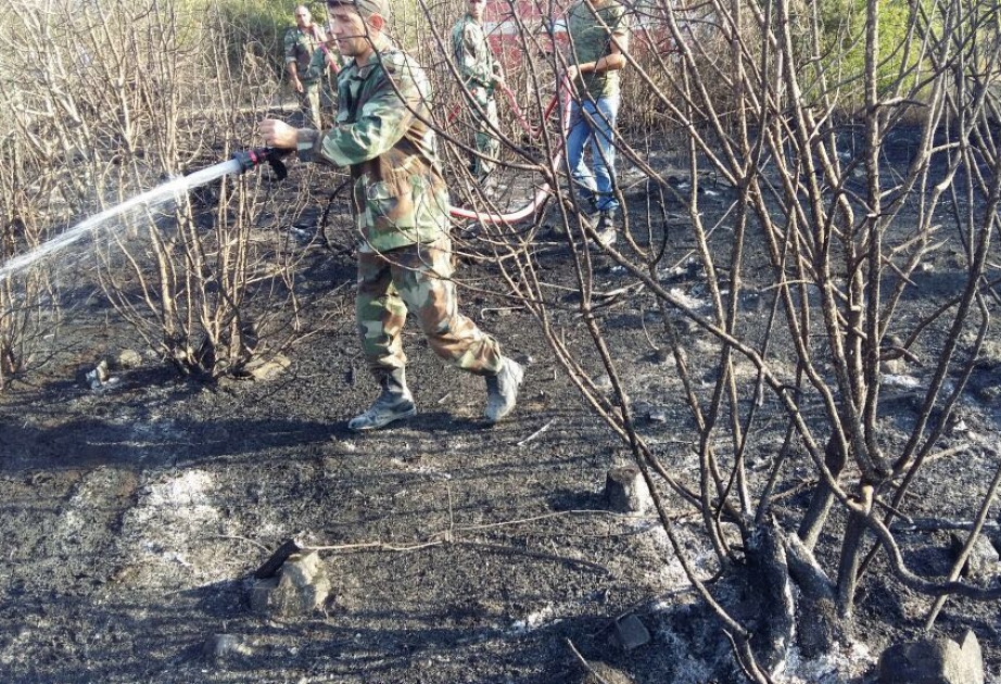 Потушен пожар в Хачмазском лесничестве