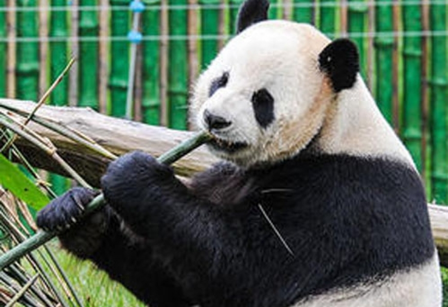 Giant panda no longer Endangered