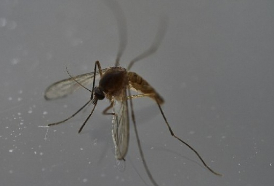 Siçanların göz yaşlarında Zika virusu aşkar edilib