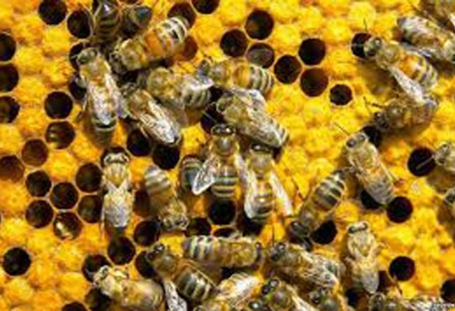 Британские биологи выяснили, что инфекции не мешают пчелам эффективно работать