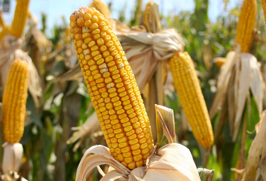ГМО-урожай может нанести вред окружающей среде