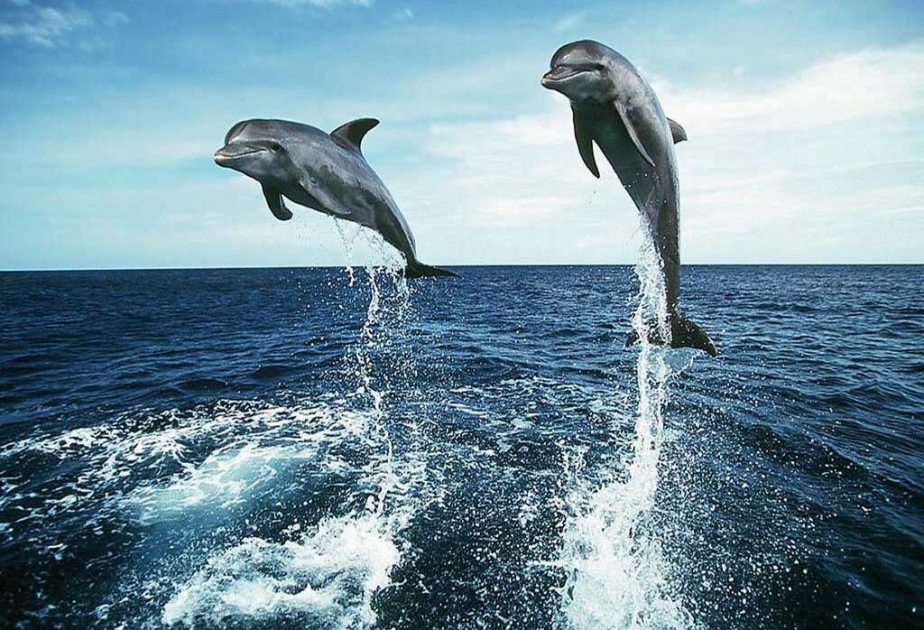 Alimlər: Delfin “dil”i söz və cümlələrdən ibarətdir