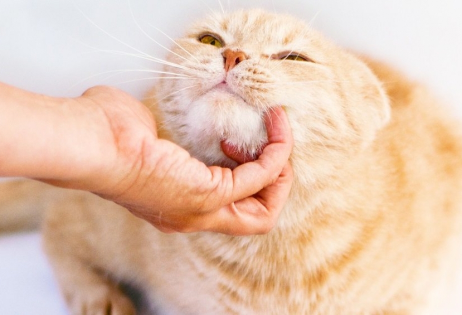 Американские ученые: Гладить кошек опасно для здоровья