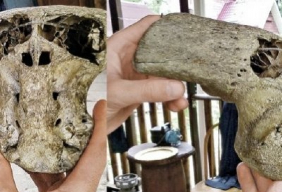 Палеонтологи нашли череп странного существа