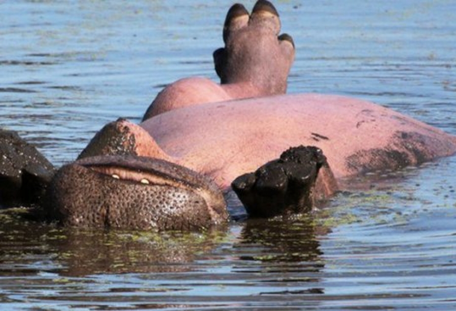 Фотограф в ЮАР снял загорающего на спине бегемота