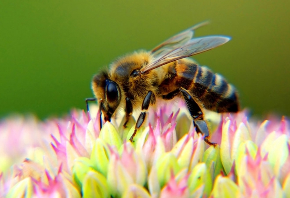 В Гавайях пчелы попали в список исчезающих видов