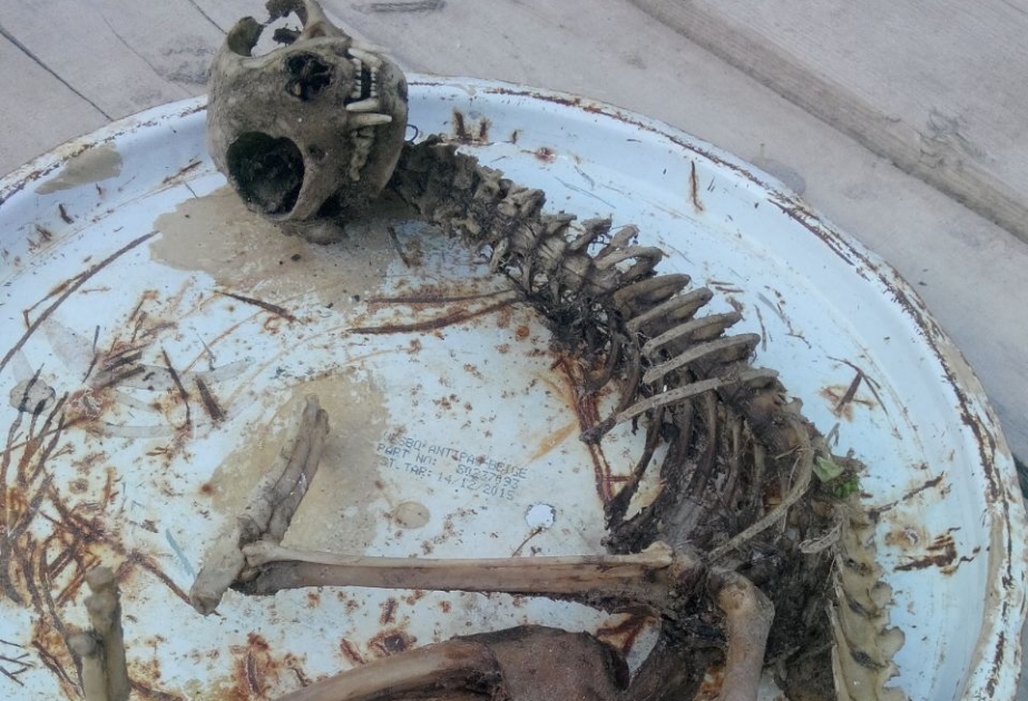 Beyləqanda naməlum heyvan skeleti tapılıb
