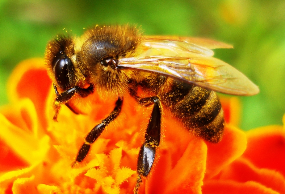 Arıçılıq Mərkəzində təmiz cinsli damazlıq arılarının alınması layihəsi reallaşdırılır