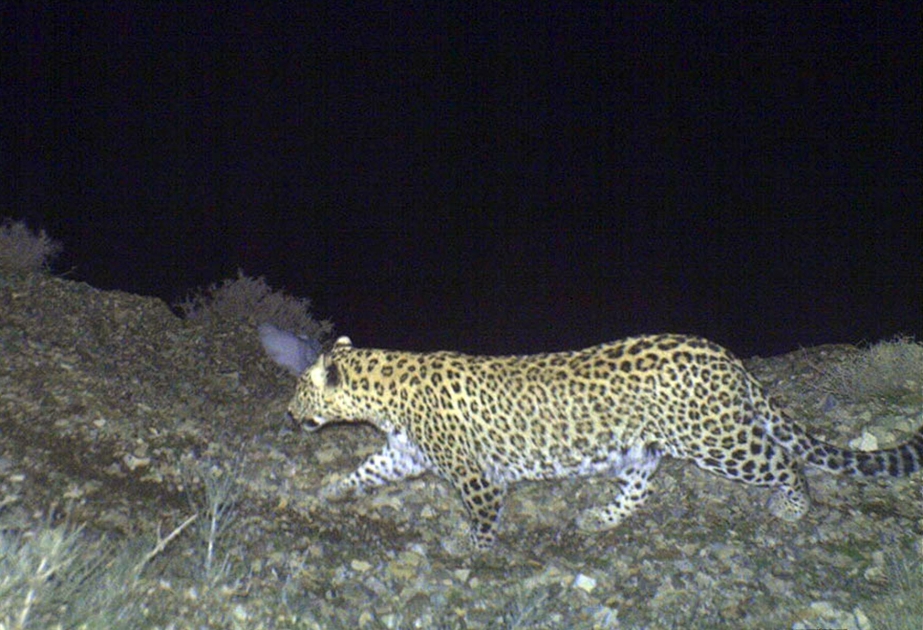 В Нахчыване обнаружено новое семейство леопардов