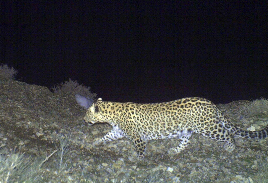 In Nachitschewan neue Leopardenfamilie entdeckt