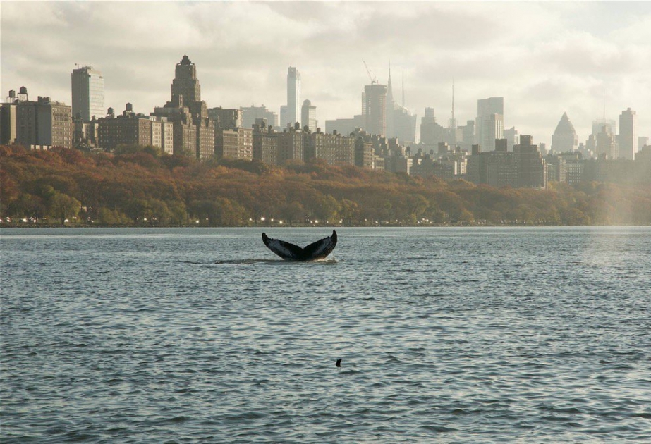 New York: Buckelwal schwimmt ım Hudson River