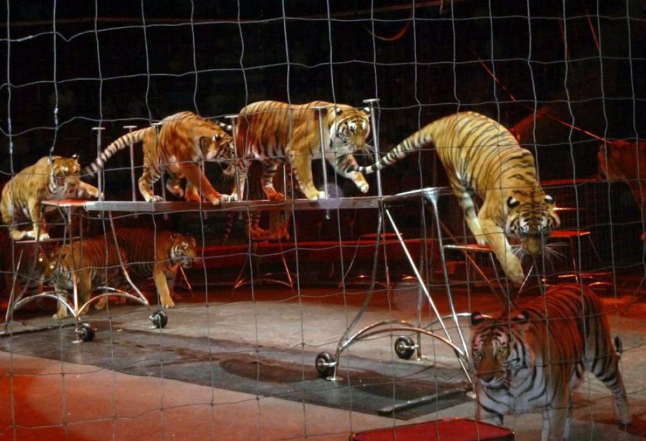 В Египте лев и три тигра растерзали дрессировщика во время циркового представления