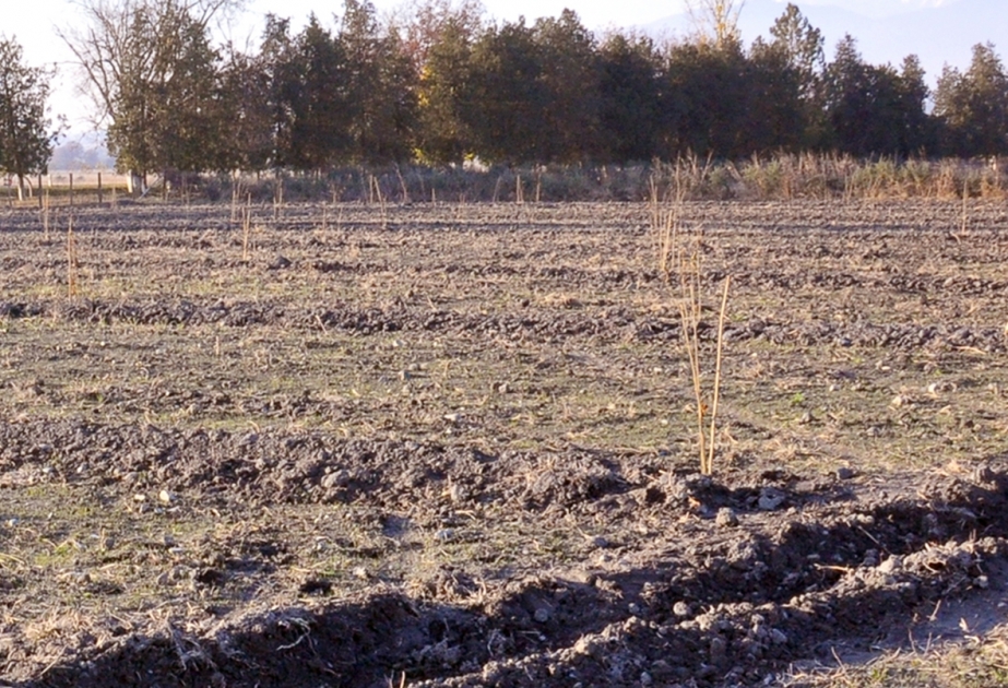 Oğuz rayonunda qısa müddətdə 560 hektar sahədə yeni fındıq bağları salınıb