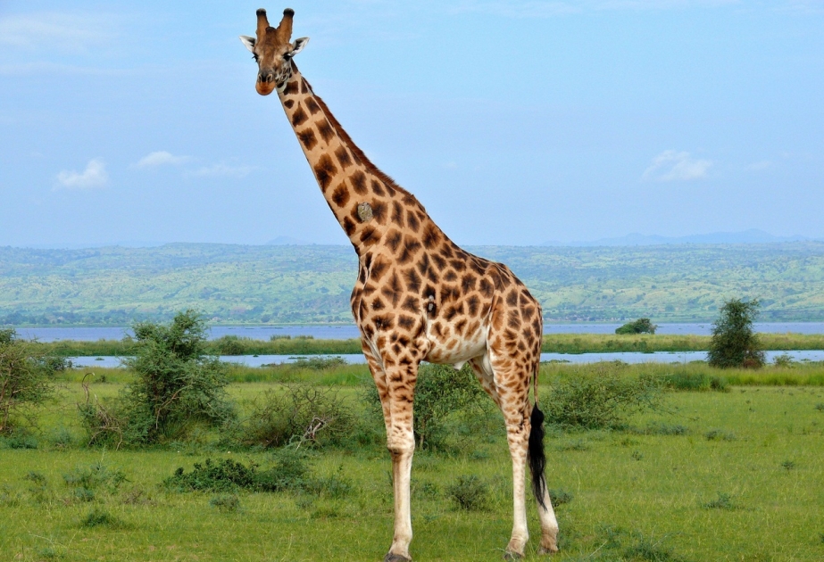 Ученые: жирафы находятся под угрозой исчезновения