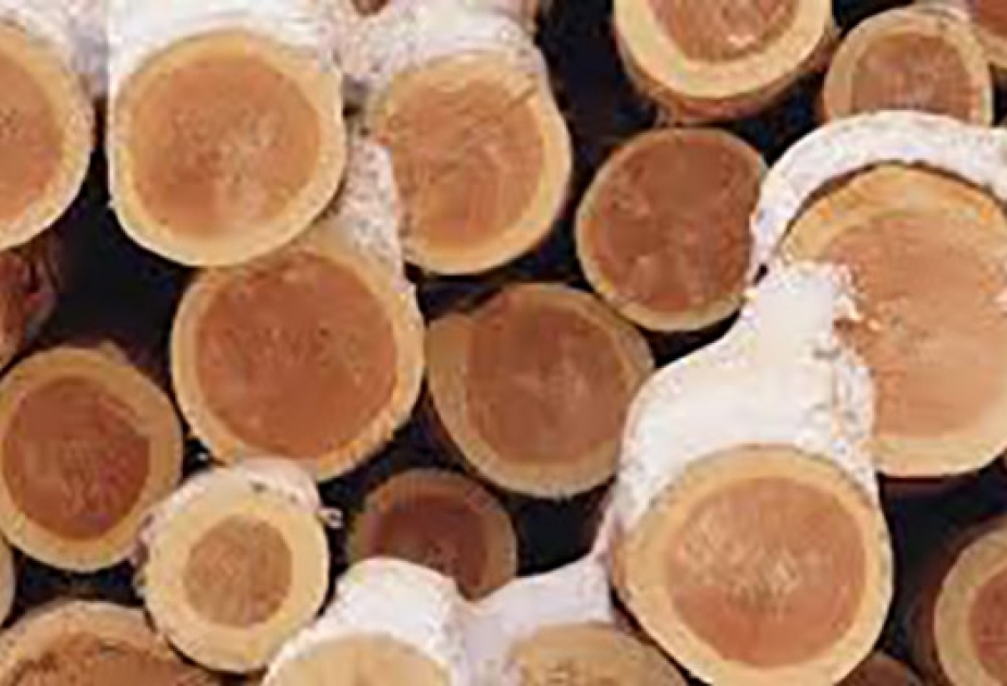 Страны Балтики догоняют США по объемам производства древесных материалов